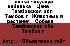 вязка чихуахуа кабелька › Цена ­ 1 - Тамбовская обл., Тамбов г. Животные и растения » Собаки   . Тамбовская обл.,Тамбов г.